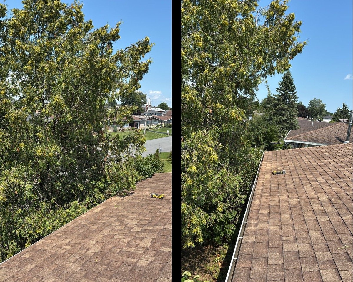 Hedge trimming