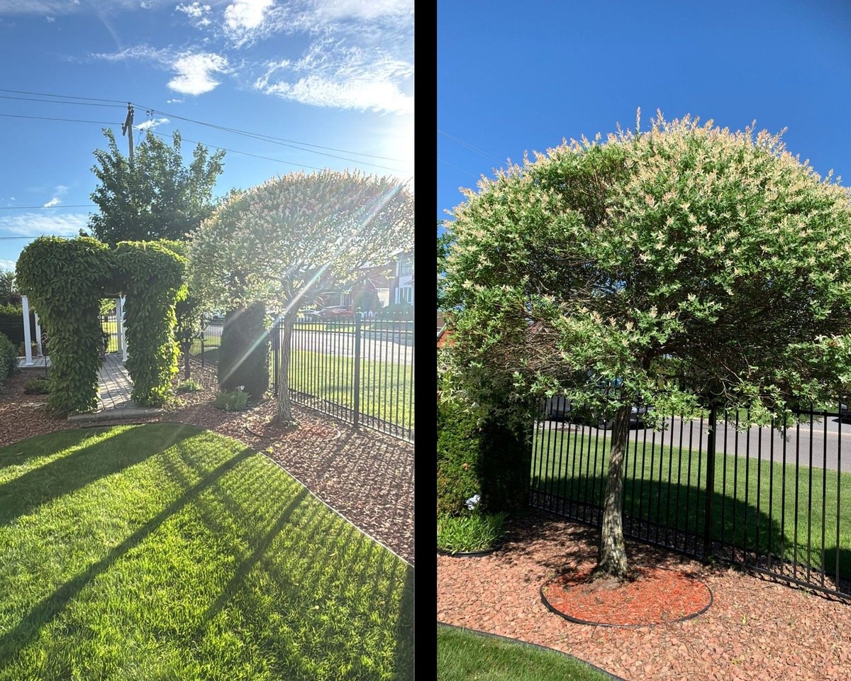 Tree pruning and trimming